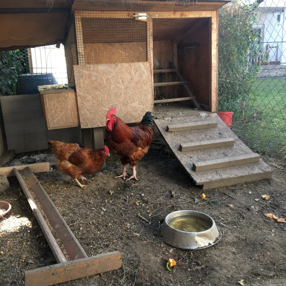 Ami a képen látszik: tyúkketrecek.